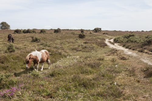 Brockenhurst_2015-011